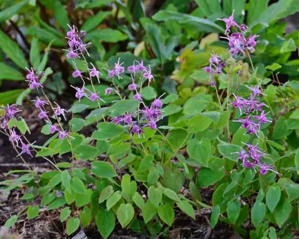 Epimedium grandiflorum Lilafee - 1ltr pot