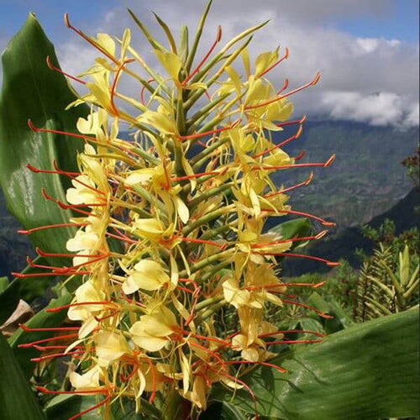 Hedychium garderianum - Kahila ginger