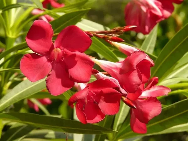 Nerium oleander red