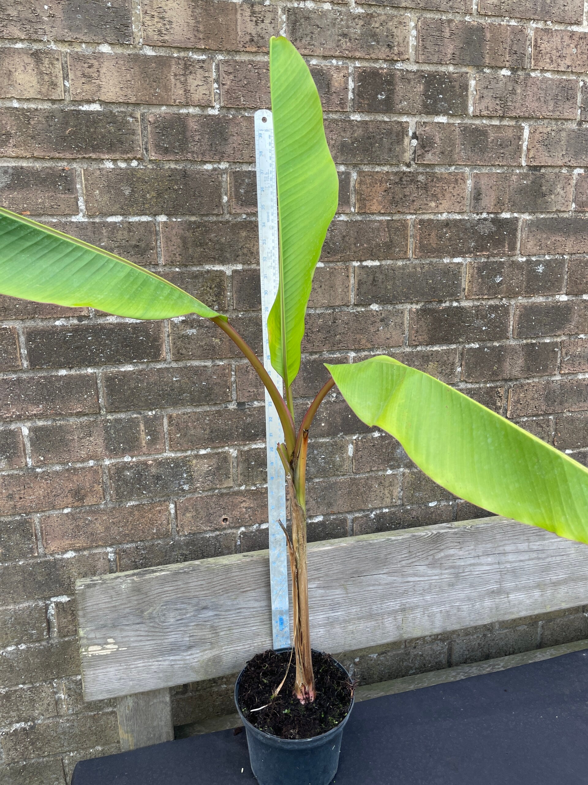 Musa Velutina - Pink Banana