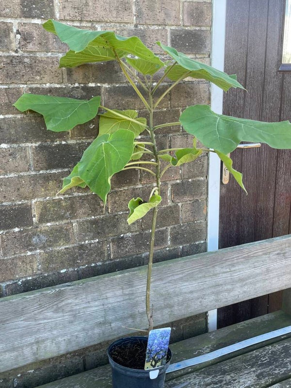 Paulownia tomentosa - Foxglove Tree