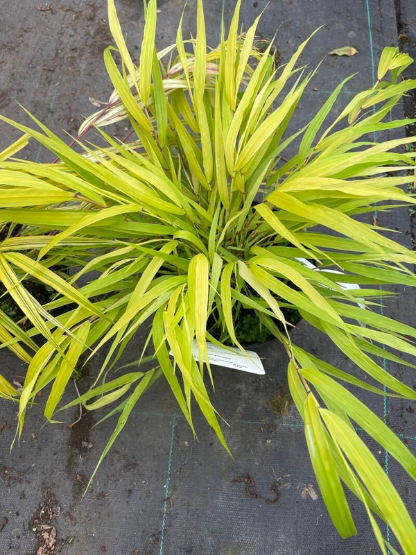 Hakonechloa macra All Gold - Japanese forest grass 2ltr pot
