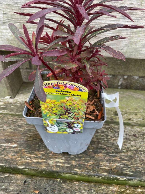 Euphorbia purpurea Miners Merlot - 2ltr
