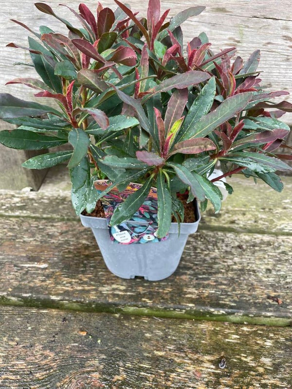 Euphorbia amygdaloides Xenia - 2ltr pot