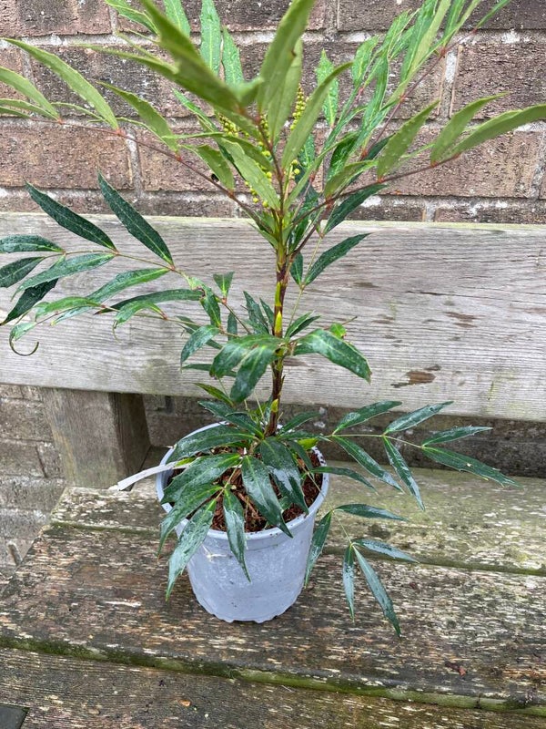 Mahonia confusa Narahira - 2ltr