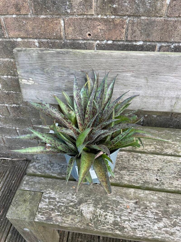 Mangave - Pineapple Express 5ltr pot