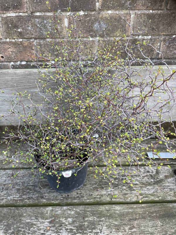 Muehlenbeckia astoni - Wiggy Wig Bush 3ltr pot