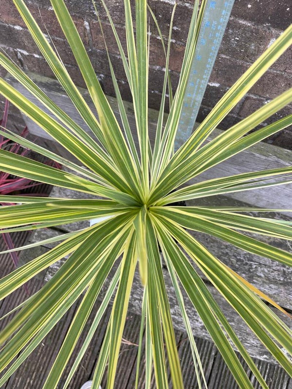 Cordyline Lime Passion 3ltr pot