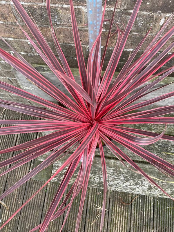 Cordyline Charlie Boy - 3ltr pot