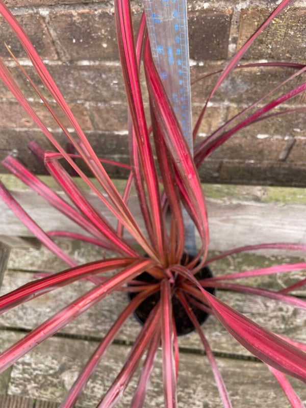 Cordyline Salsa - 3ltr pot
