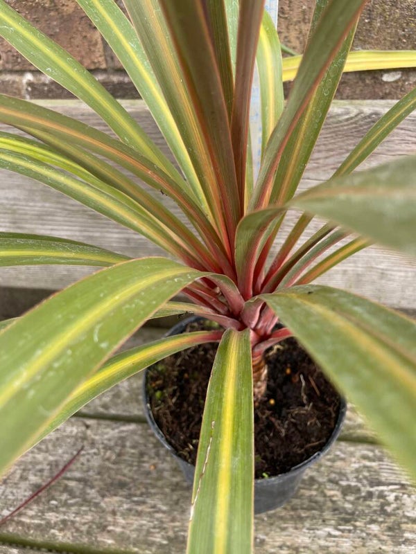 Cordyline Red Heart - 3ltr pot