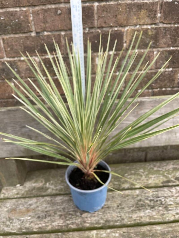 Cordyline Torbay Dazzler - 2ltr pot
