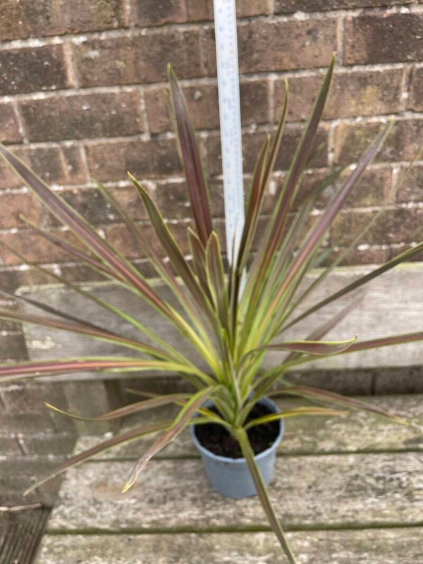 Cordyline Chocolate Mint - 2ltr pot