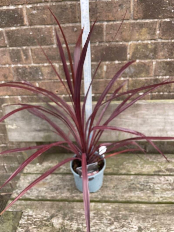 Cordyline Black knight - 2ltr pot