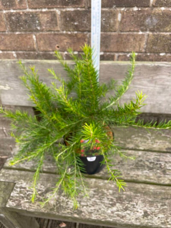 Grevillea Olympic Flame - 3ltr pot