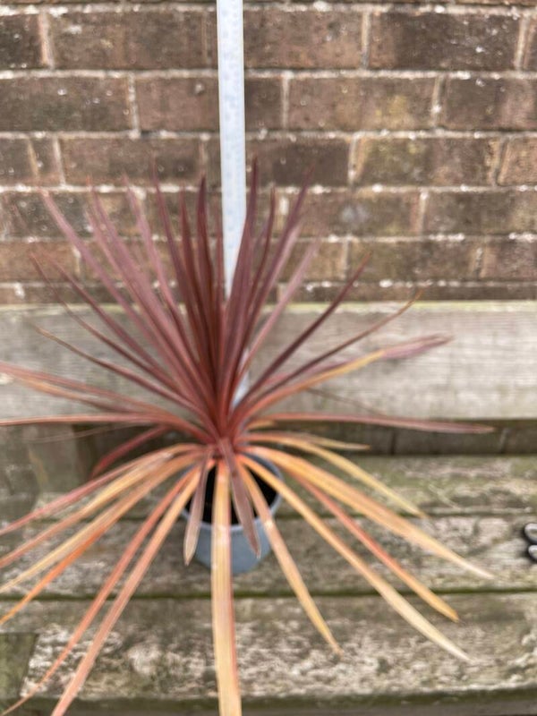 Cordyline Red Star - 2ltr pot