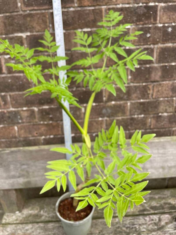 Melanoselinum decipens - Maderia Giant Black Parsley