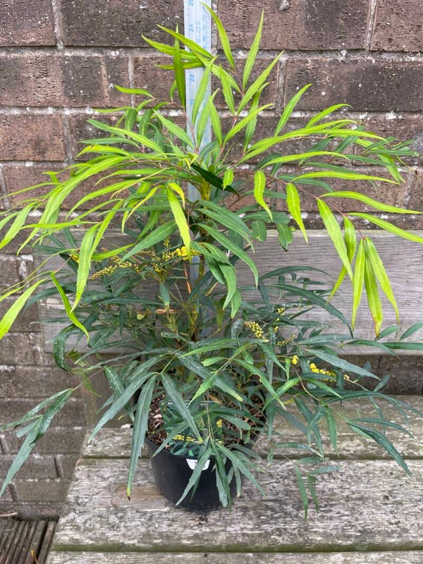 Mahonia Sweet Winter - 3ltr pot