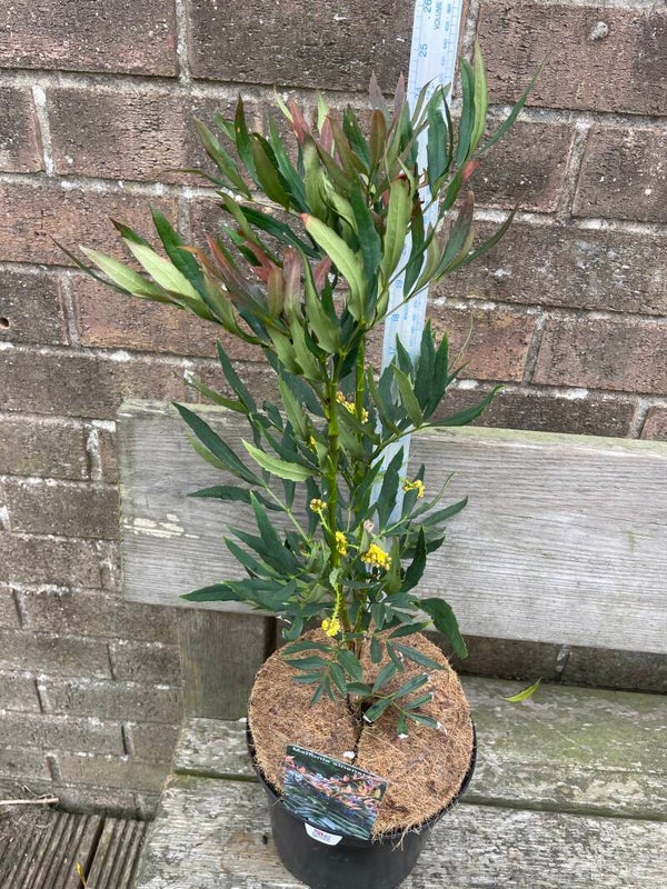 Mahonia sinensis - 3ltr pot