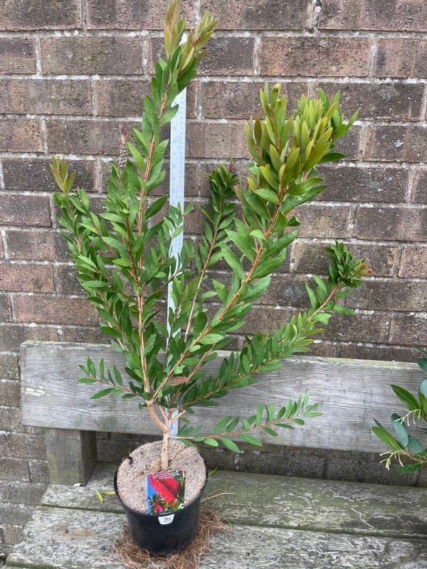 Calistemon viminalis inferno Yanferno - 3ltr pot