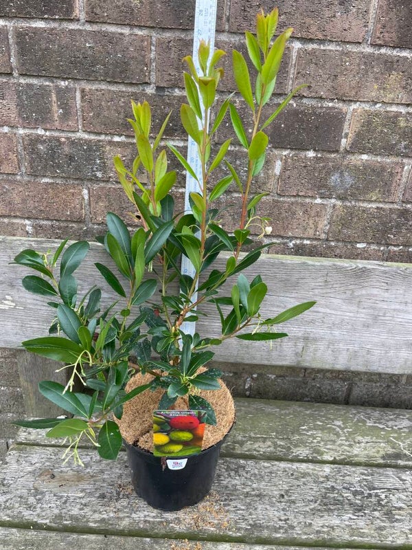 Arbutus unedo Atlantic - strawberry tree 3ltr pot