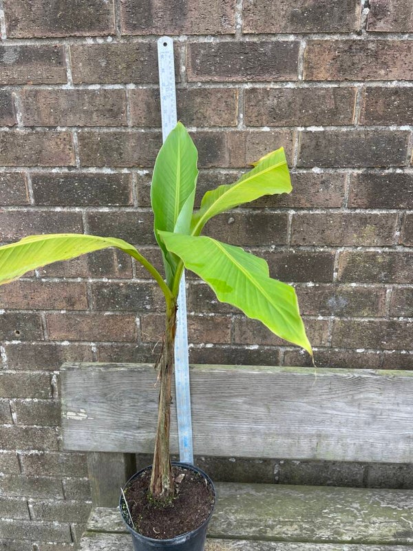 Musa Basjoo 2 or 3ltr pot