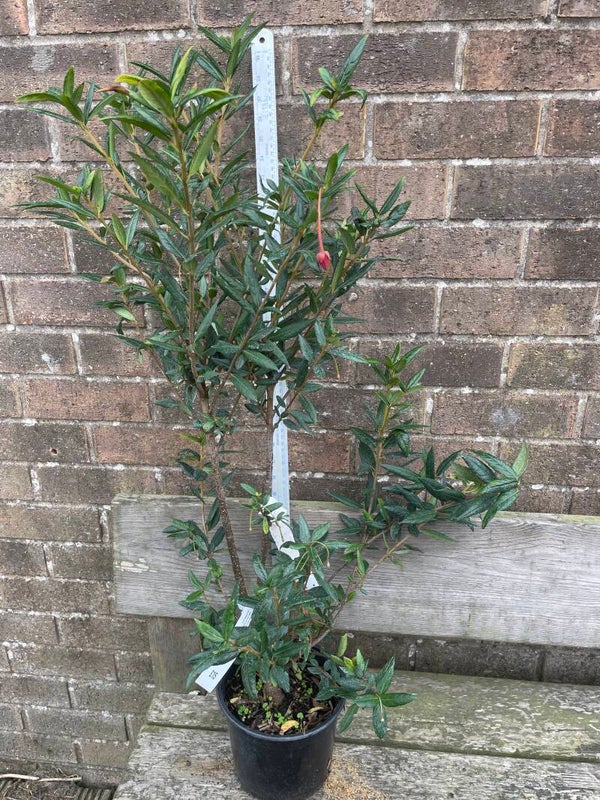 Crinodendron hookerianum - Chilean Lantern tree