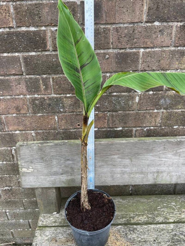 Musa sikkimensis bengal tiger - 2ltr pot