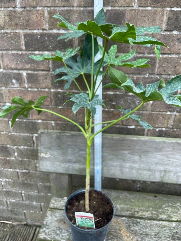 Fatsia japonica - paperplant