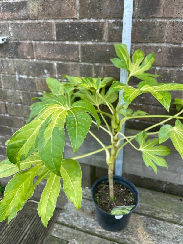 Fatsia japonica Camouflage