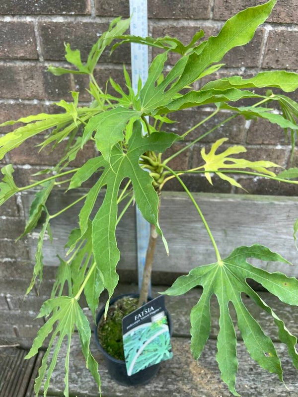 Fatsia polycarpa Green Fingers - 2ltr pot