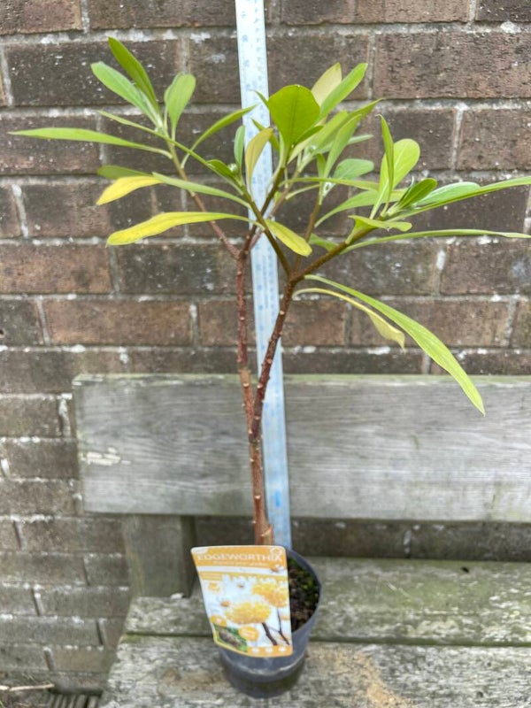 Edgeworthia - Honey Sunshine