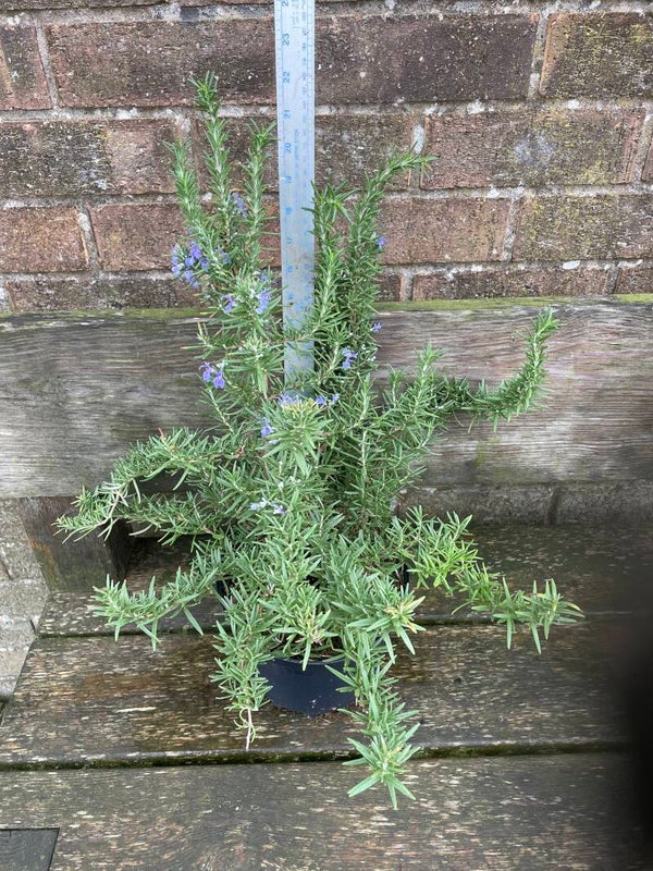 Rosmarinus officinalis 'Tuscan Blue', (Salvia rosmarinus 'Tuscan Blue') 3ltr pots x 3