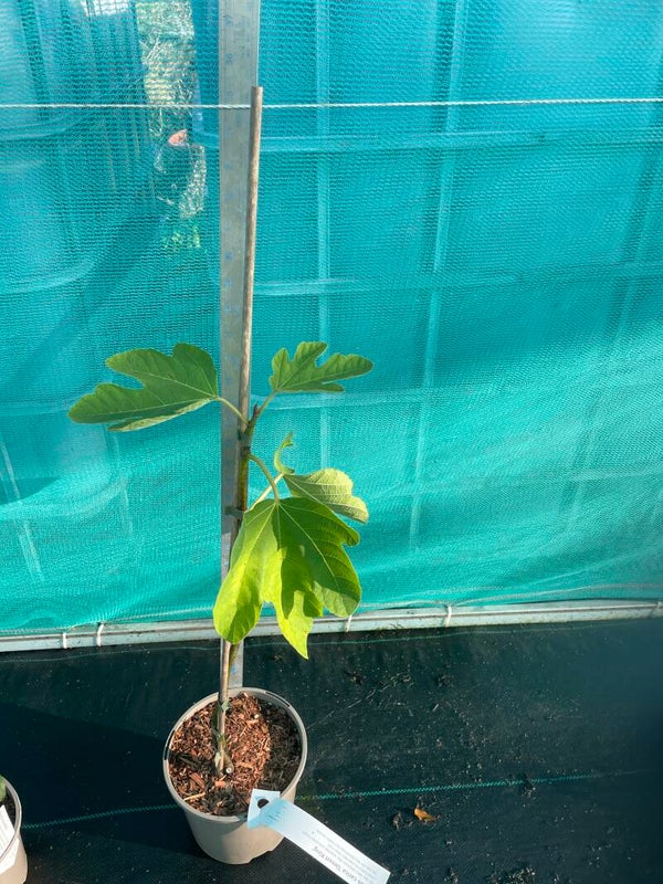 Ficus carica Desert King - 3ltr pot