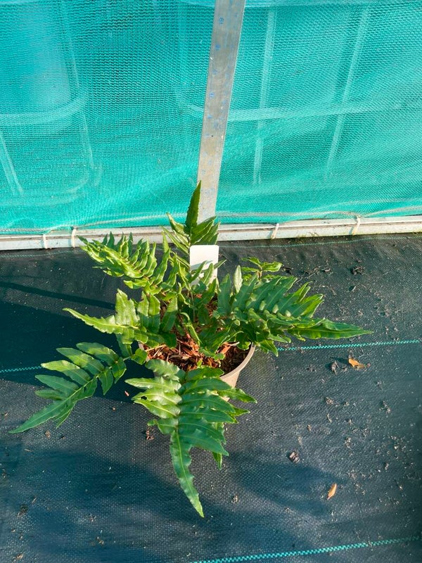 Blechnum chilense - Chile Blechnum 2ltr pot
