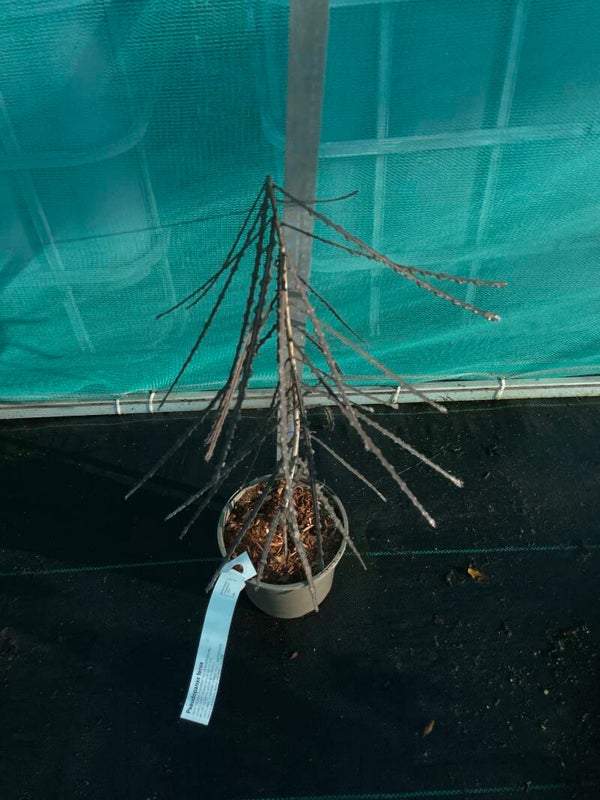 Pseudopanax Ferox - Toothed Lancewood 2ltr pot