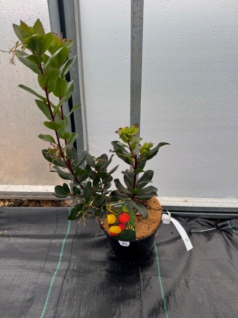 Arbutus unedo Rubra - 3ltr pot pink Strawberry tree