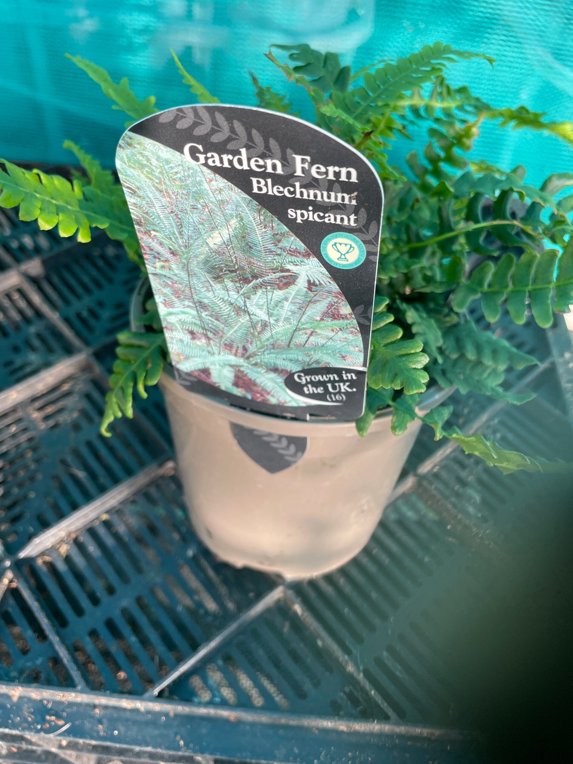 Blechnum Spicant fern - 1ltr pot