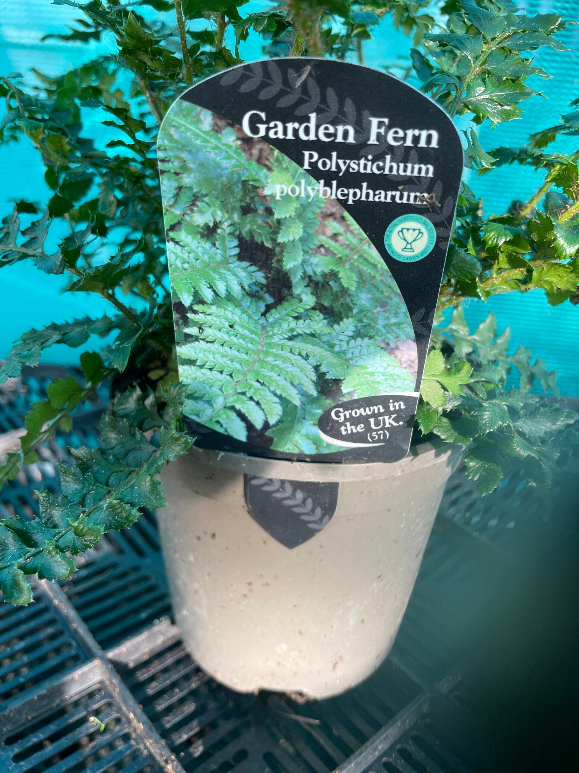 Polystichum polyblepharum - Japanese Lace fern - 1ltr pot