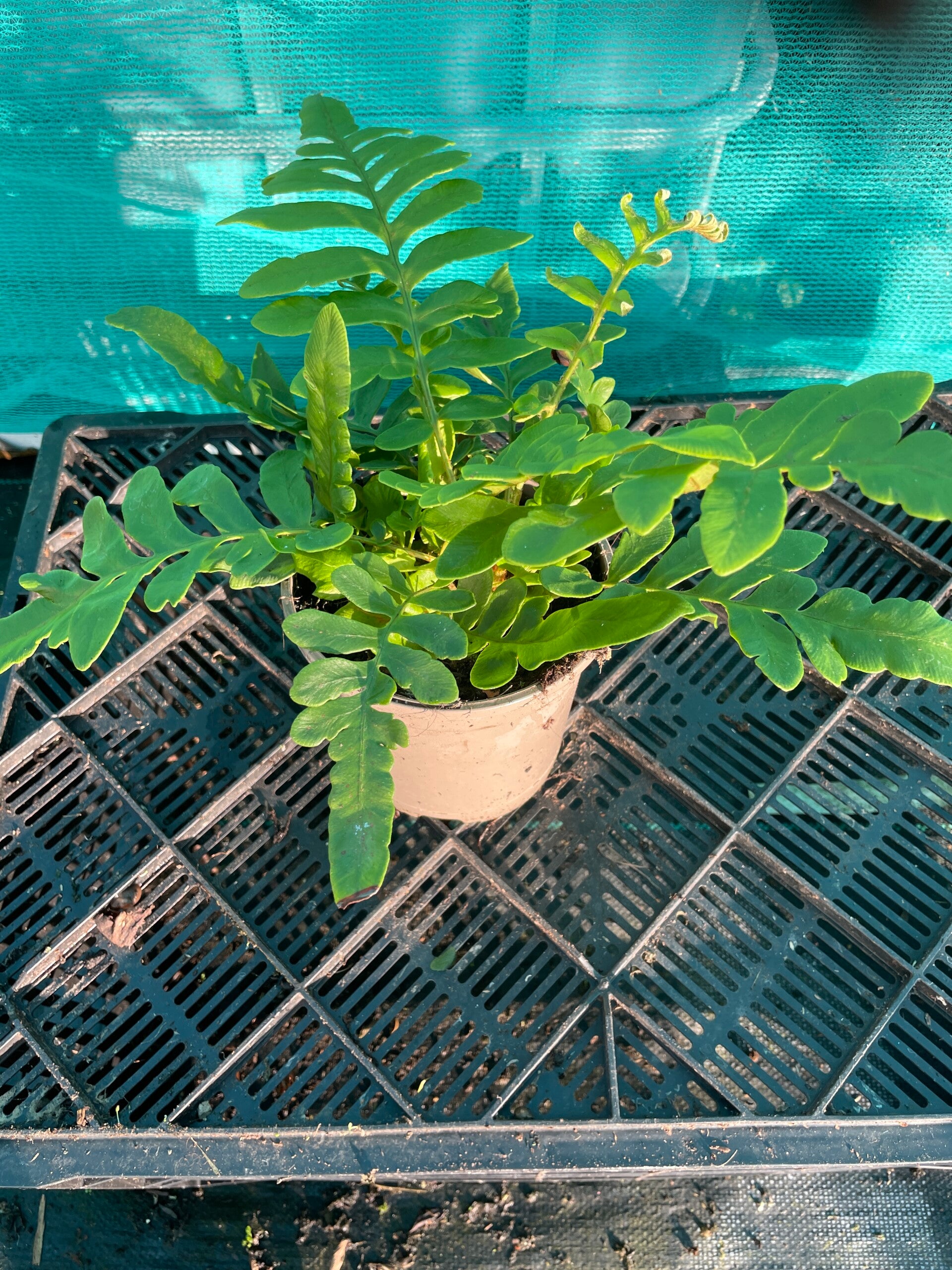 Blechnum Tabulare - Table Mountain  fern - 1ltr pot