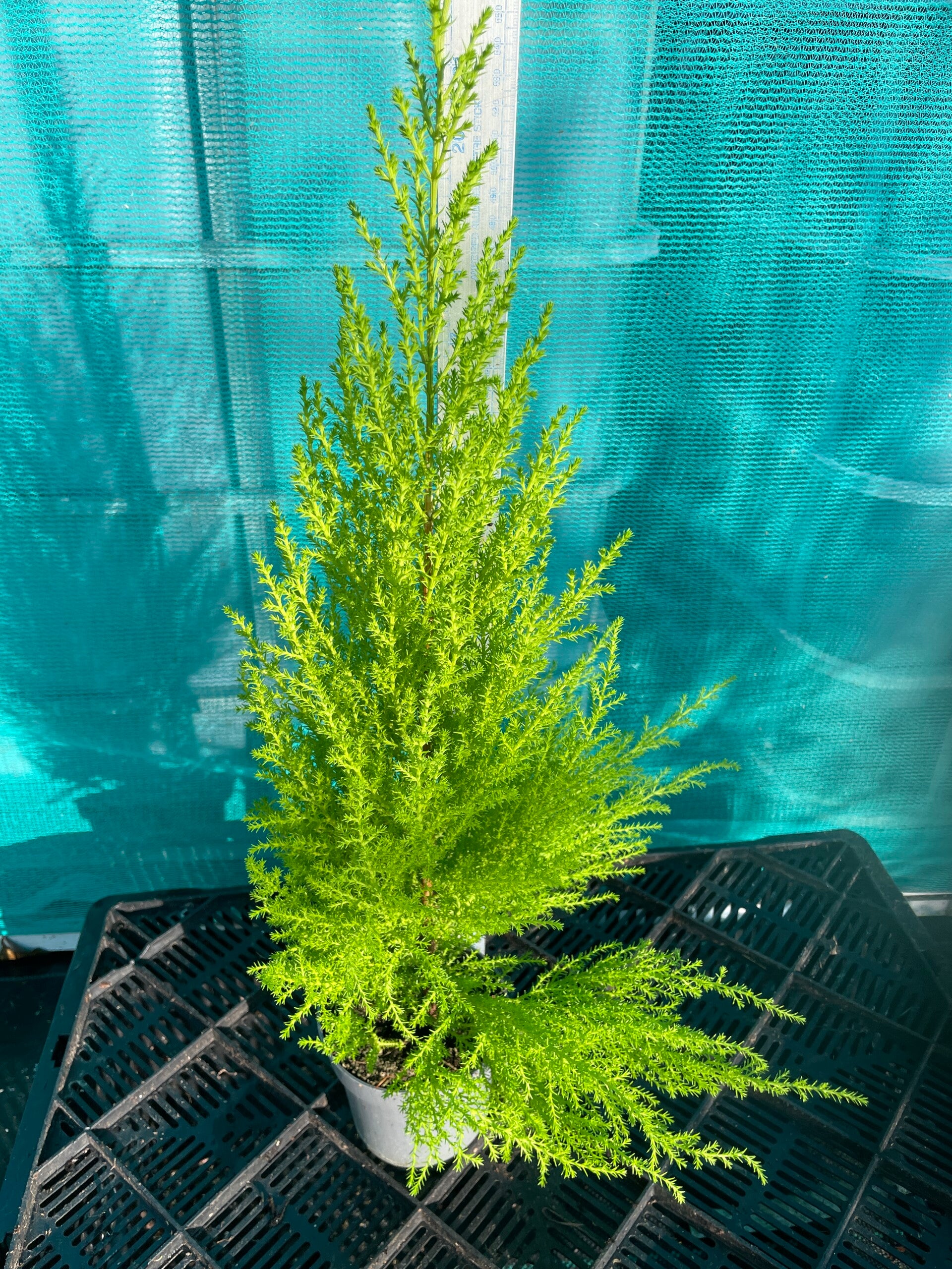 Cupressus macrocarpa 'Goldcrest' - lemon scented  - 10cm pot x 2