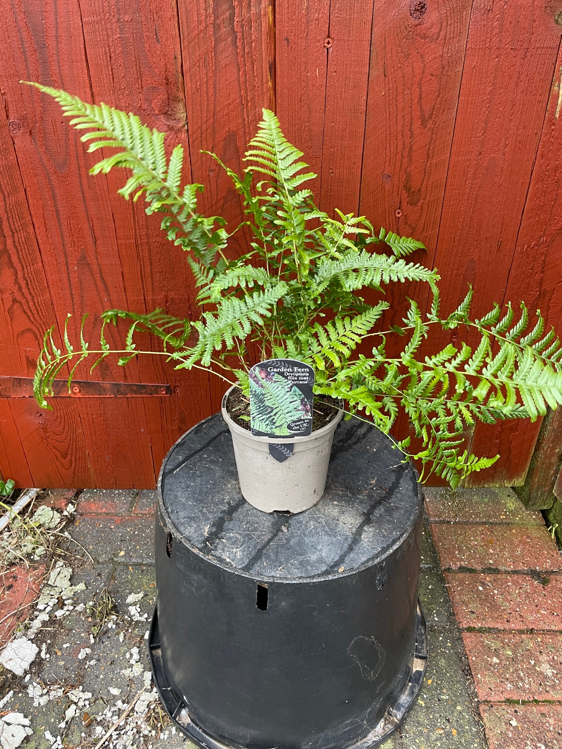Dryopteris filix mas Furcans - 1ltr pot