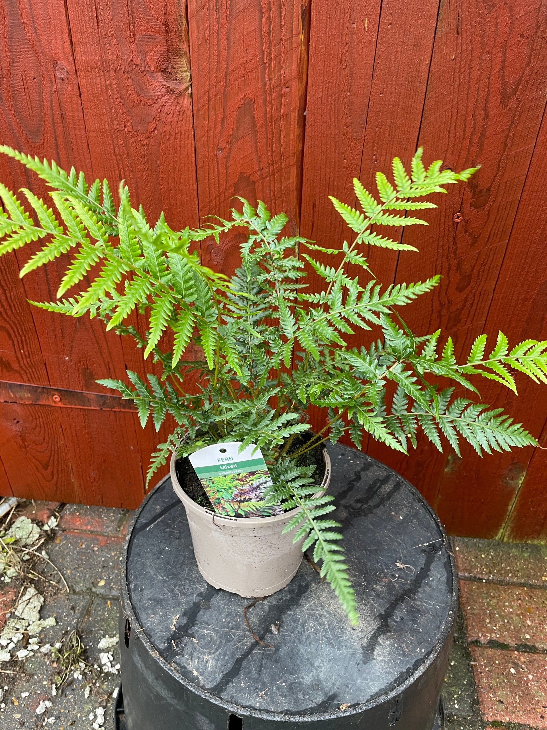 Dicksonia antartica - 1ltr pot