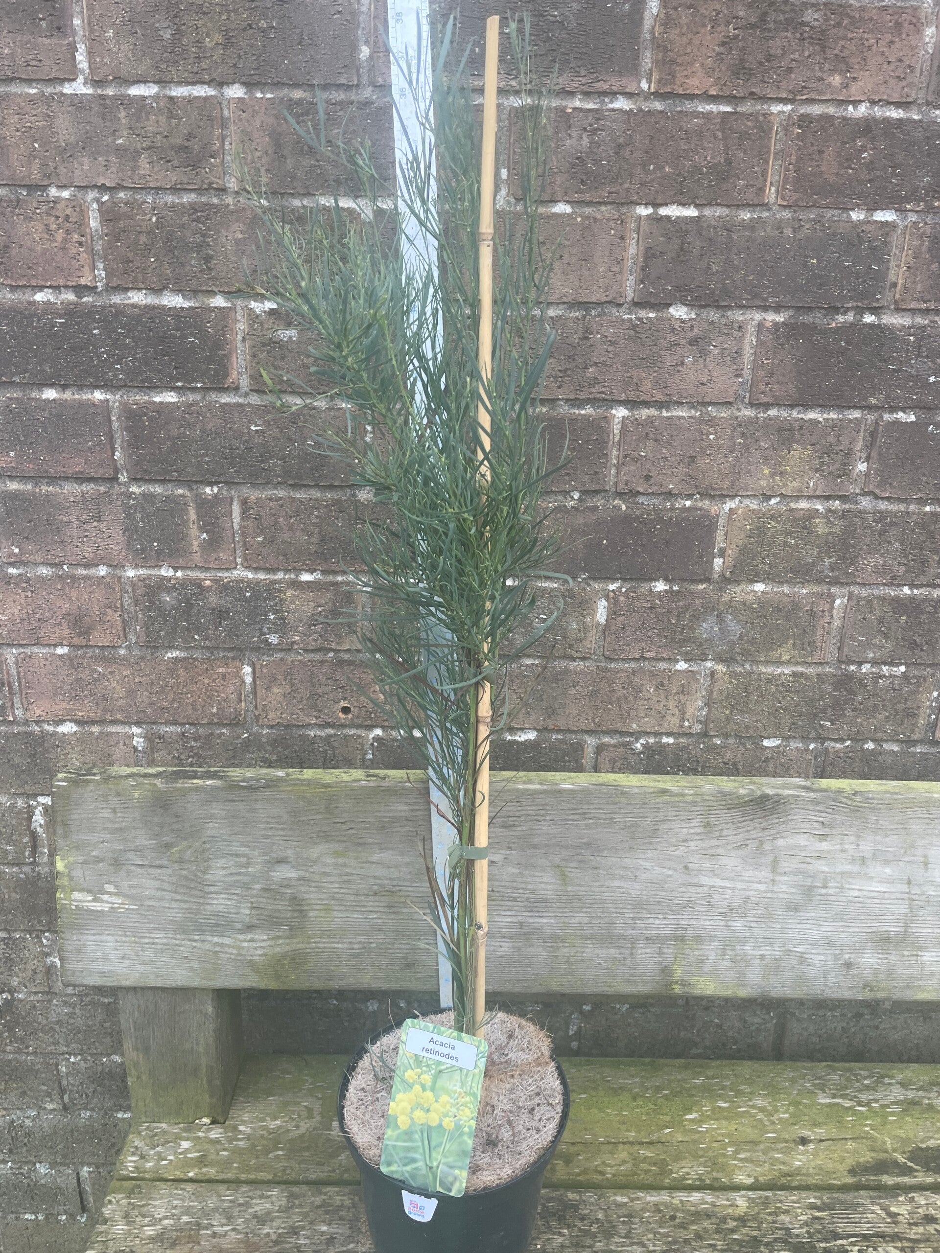 Acacia retinodes aka Swamp Wattle - 3ltr pot