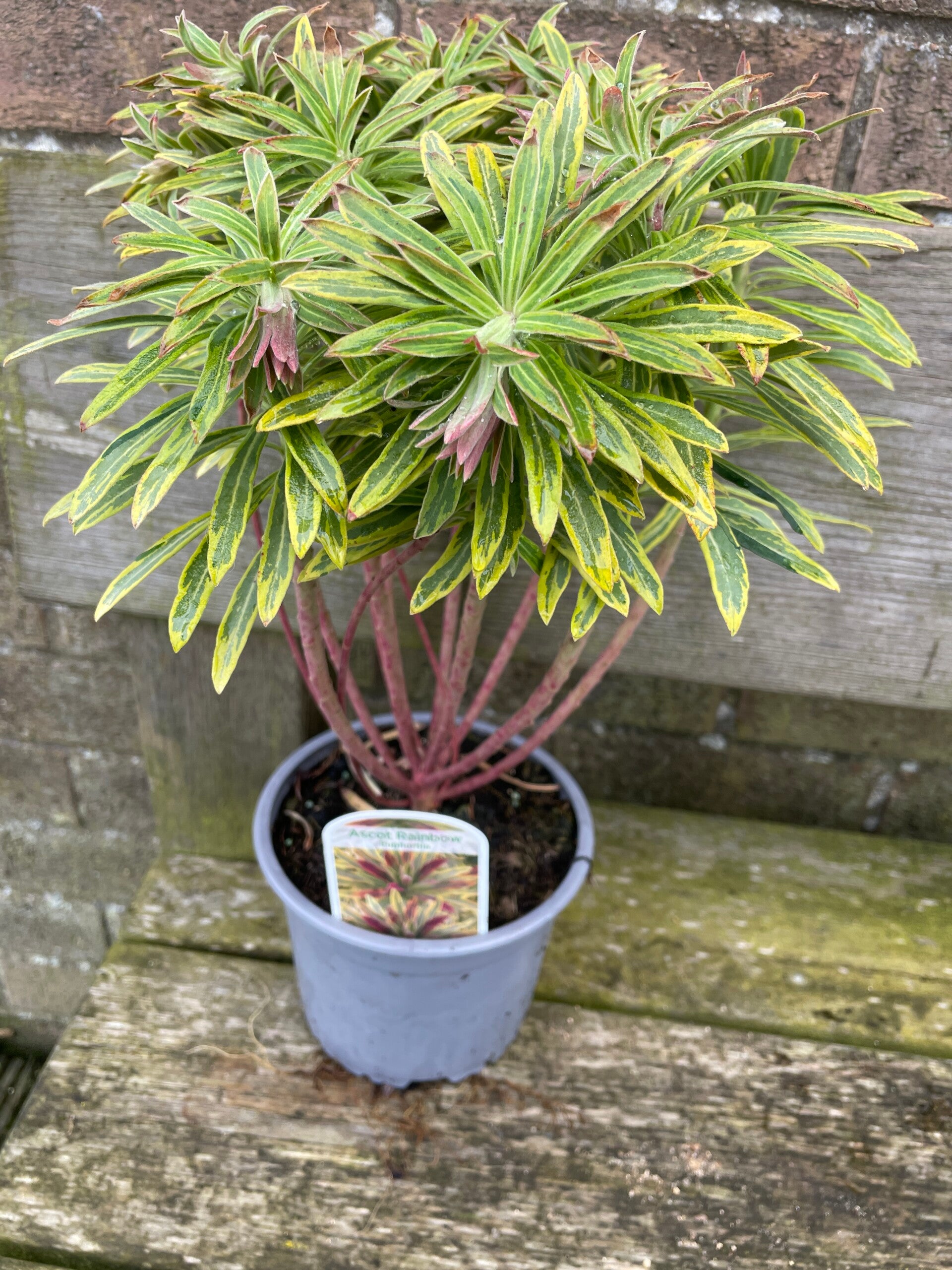 Euphorbia Ascot Rainbow 2ltr pot