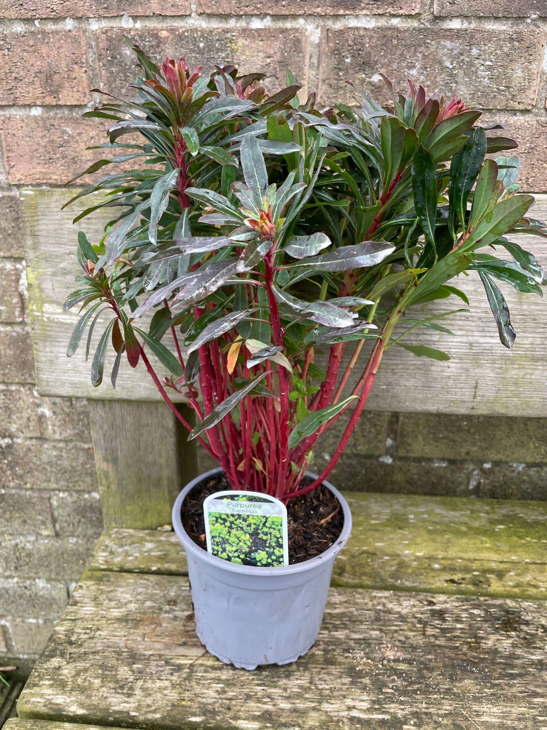 Euphorbia Purpurea - Wood Spurge 2ltr pot