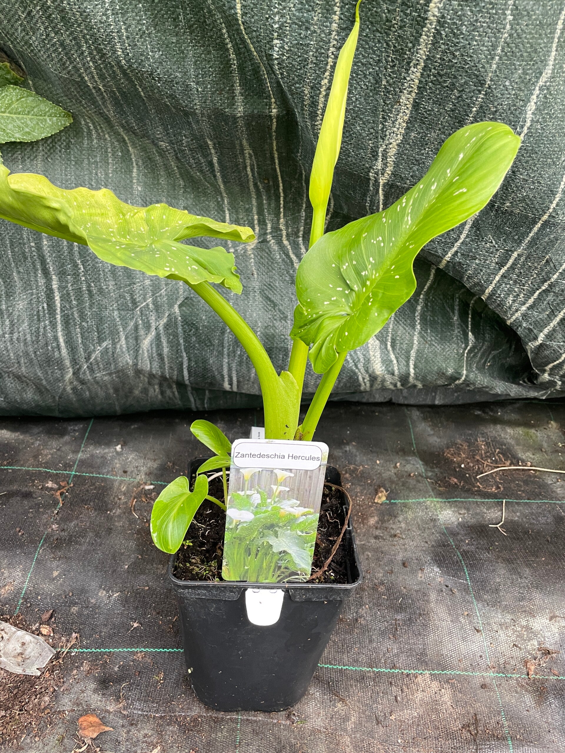 Zantedeschia Hercules - 3ltr deep