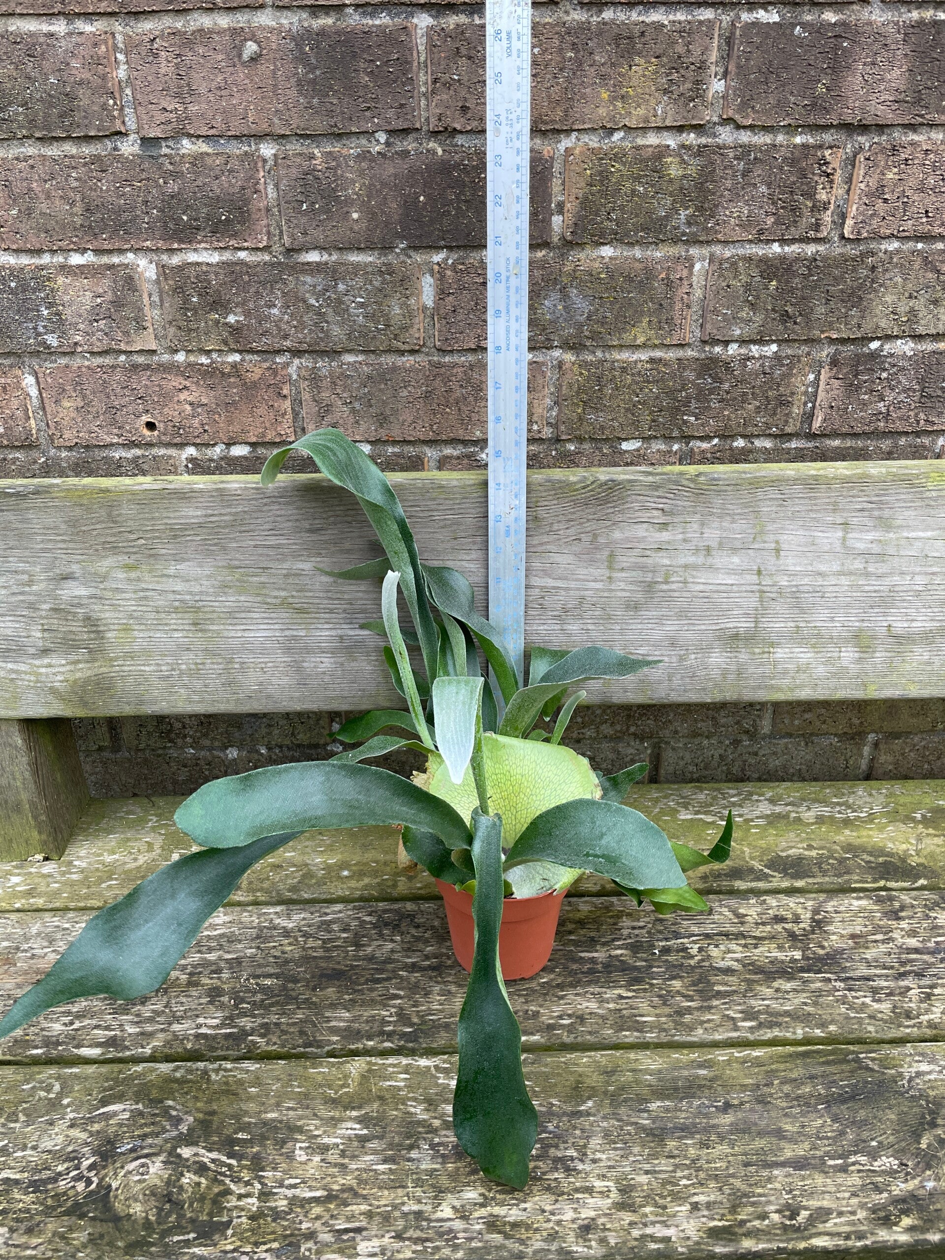 Platycerium bifurcatum - Staghorn fern