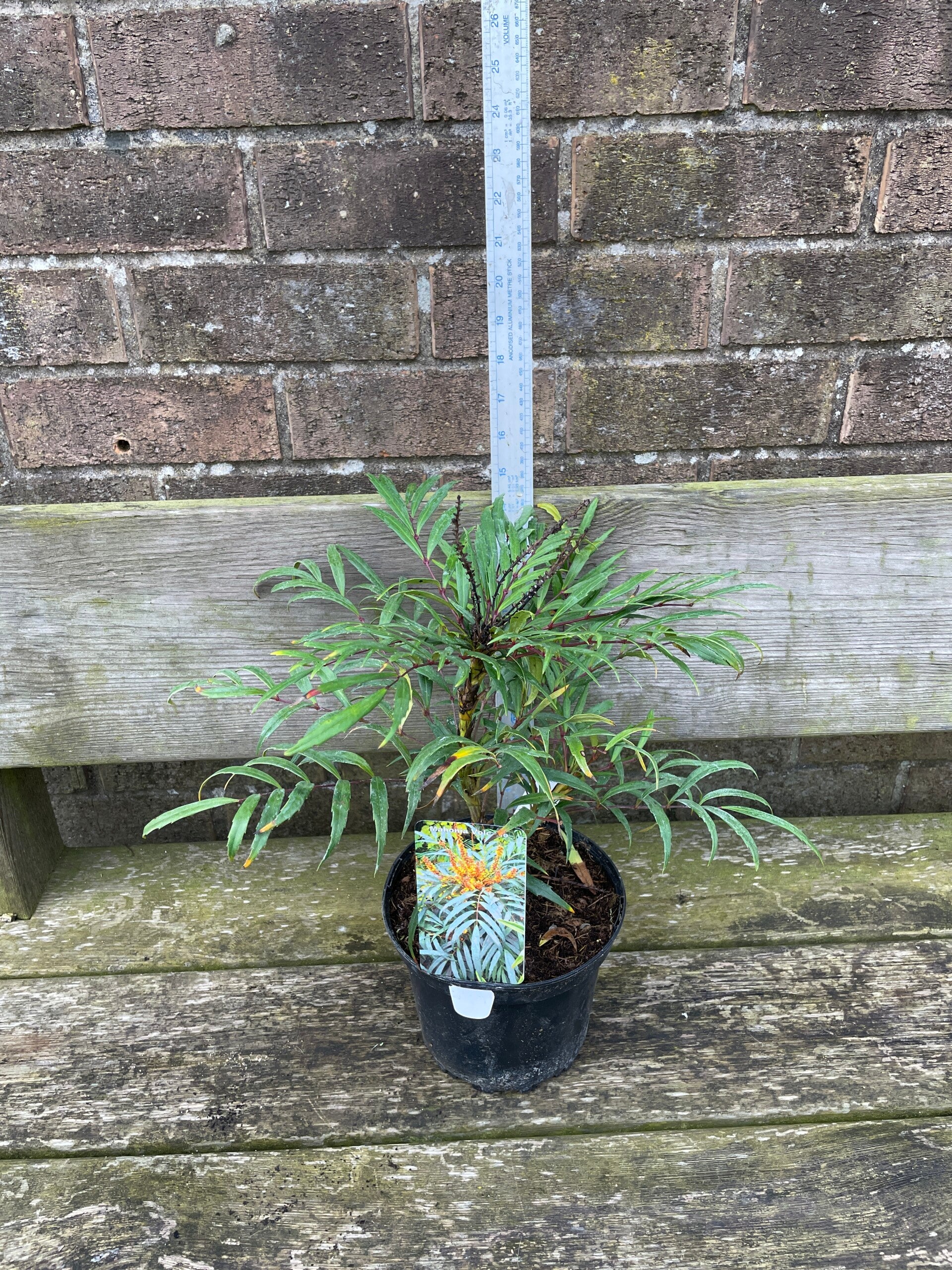 Mahonia volcano - 2ltr pot
