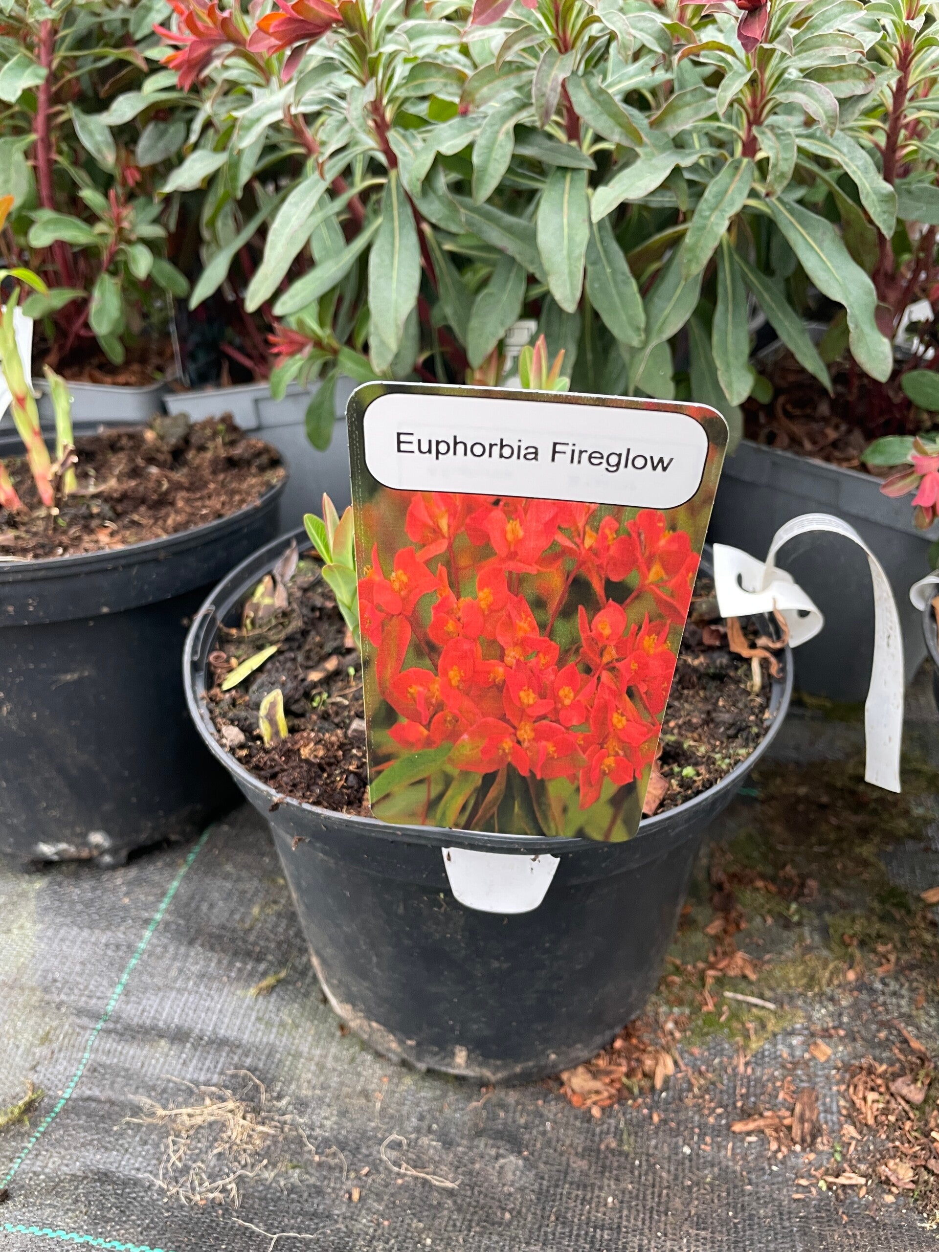 Euphorbia Fireglow - 3ltr pot